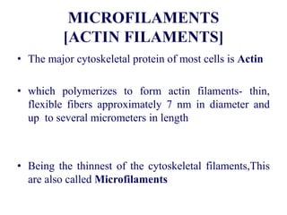 • The major cytoskeletal protein of most cells is Actin
• which polymerizes to form actin filaments- thin,
flexible fibers approximately 7 nm in diameter and
up to several micrometers in length
• Being the thinnest of the cytoskeletal filaments,This
are also called Microfilaments
 