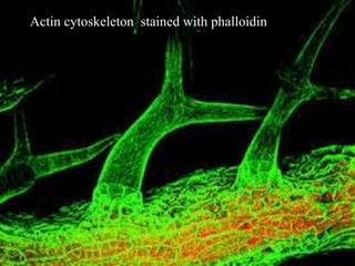 (Actin cytoskeleton stained with phalloidin
 