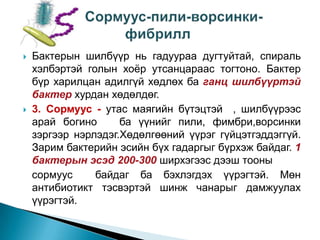 



Бактерын шилбүүр нь гадуураа дугтуйтай, спираль
хэлбэртэй голын хоѐр утсанцараас тогтоно. Бактер
бүр харилцан адилгүй хөдлөх ба ганц шилбүүртэй
бактер хурдан хөдөлдөг.
3. Сормуус - утас маягийн бүтэцтэй , шилбүүрээс
арай богино
ба үүнийг пили, фимбри,ворсинки
зэргээр нэрлэдэг.Хөдөлгөөний үүрэг гүйцэтгэддэггүй.
Зарим бактерийн эсийн бүх гадаргыг бүрхэж байдаг. 1
бактерын эсэд 200-300 ширхэгээс дээш тооны
сормуус
байдаг ба бэхлэгдэх үүрэгтэй. Мөн
антибиотикт тэсвэртэй шинж чанарыг дамжуулах
үүрэгтэй.

 