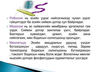 





Рибосом нь эсийн уураг нийлэгжихэд чухал үүрэг
гүйцэтгэдэг ба эсийн сийвэн дотор сул байрладаг.
Мезосом нь эс сийвэнгийн мембраны үргэлжлэл гэж
үздэг. Сийвэн дотор зангилаа үүсч, байрладаг.
Бактерын
хуваагдал,
үржил,
эсийн
хана
нийлэгжих, мөн бодисын солилцоонд оролцдог.

Мөхлөгүүд: Эсийн амьдралын үрдүнд үүсдэг
бүтээгдэхүүн , цардуул, нүүрс-ус, липид. Зарим
тохиолдолд бодисын солилцооны бүтээгдэхүүн
, тэжээлт бодисын нөөц болж өгдөг. Волютины мөхлөг
ньэсийн доторх фосфатуудын хуримтлалыг үүсгэдэг.

 