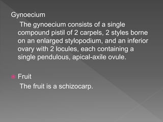 Gynoecium
The gynoecium consists of a single
compound pistil of 2 carpels, 2 styles borne
on an enlarged stylopodium, and an inferior
ovary with 2 locules, each containing a
single pendulous, apical-axile ovule.
 Fruit
The fruit is a schizocarp.
 