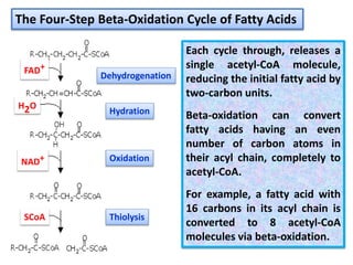 Each cycle through, releases a
single acetyl-CoA molecule,
reducing the initial fatty acid by
two-carbon units.
Beta-oxidation can convert
fatty acids having an even
number of carbon atoms in
their acyl chain, completely to
acetyl-CoA.
For example, a fatty acid with
16 carbons in its acyl chain is
converted to 8 acetyl-CoA
molecules via beta-oxidation.
The Four-Step Beta-Oxidation Cycle of Fatty Acids
Dehydrogenation
Hydration
Oxidation
Thiolysis
FAD+
H2O
NAD+
SCoA
 