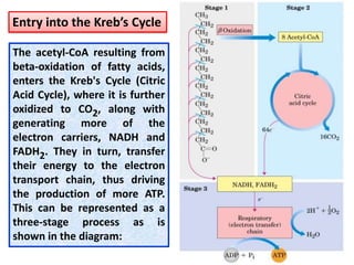 The acetyl-CoA resulting from
beta-oxidation of fatty acids,
enters the Kreb's Cycle (Citric
Acid Cycle), where it is further
oxidized to CO2, along with
generating more of the
electron carriers, NADH and
FADH2. They in turn, transfer
their energy to the electron
transport chain, thus driving
the production of more ATP.
This can be represented as a
three-stage process as is
shown in the diagram:
Entry into the Kreb’s Cycle
 