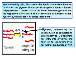 Before entering cells, fats (also called lipids) are broken down to
fatty acids and glycerol by fat-specific enzymes known as lipases
(triglyceridases). Lipases attack the bonds between glycerol and
the respective fatty acids in the fat molecule in a process called
hydrolysis, which adds H2O across these bonds.
Glycerol, released by this
reaction, can be converted to
glyceraldehyde 3-phosphate
for entry into glycolysis and
then on to the Kreb's Cycle
for further production of ATP.
 