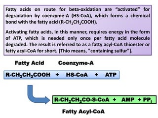 Fatty acids on route for beta-oxidation are “activated” for
degradation by coenzyme-A (HS-CoA), which forms a chemical
bond with the fatty acid (R-CH2CH2COOH).
Activating fatty acids, in this manner, requires energy in the form
of ATP, which is needed only once per fatty acid molecule
degraded. The result is referred to as a fatty acyl-CoA thioester or
fatty acyl-CoA for short. [Thio means, "containing sulfur"].
R-CH2CH2COOH + HS-CoA + ATP
R-CH2CH2CO-S-CoA + AMP + PPi
Fatty Acid Coenzyme-A
Fatty Acyl-CoA
 