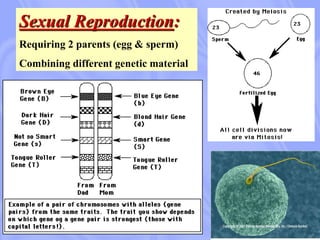 Sexual Reproduction:
Requiring 2 parents (egg & sperm)
Combining different genetic material
 