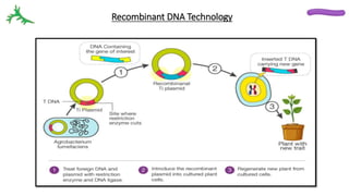 Recombinant DNA Technology
 