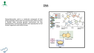 DNA
Deoxyribonucleic acid is a molecule composed of two
polynucleotide chains that coil around each other to form
a double helix carrying genetic instructions for the
development, functioning, growth and reproduction of all
known organisms and many viruses.
 