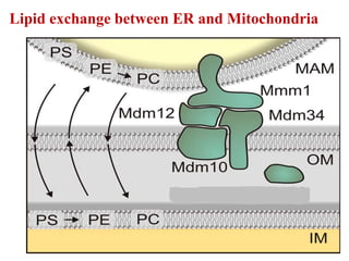 Lipid exchange between ER and Mitochondria
 