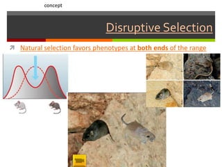 Disruptive Selection
 Natural selection favors phenotypes at both ends of the range
concept
 