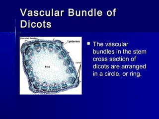 Vascular Bundle of
Dicots
               The vascular
                bundles in the stem
                cross section of
                dicots are arranged
                in a circle, or ring.
 