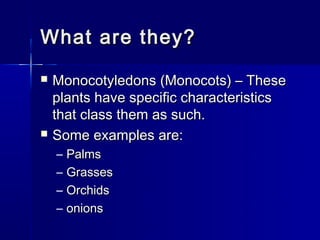 What are they?
   Monocotyledons (Monocots) – These
    plants have specific characteristics
    that class them as such.
   Some examples are:
    –   Palms
    –   Grasses
    –   Orchids
    –   onions
 