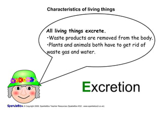 Characteristics of living things



                       All living things excrete.
                       •Waste products are removed from the body.
                       •Plants and animals both have to get rid of
                       waste gas and water.




                                                             Excretion
© Copyright 2008, SparkleBox Teacher Resources (SpakleBox KS2 - www.sparklebox2.co.uk)
 