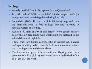  Ecology
 A study on tidal flats in Deception Bay in Queensland
 Juvenile crabs (20–99 mm or 0.8–3.9 inch carapace width) -
mangrove zone, remaining there during low tide
 Sub-adults (100–149 mm or 3.9–5.9 inch) migrated into
the intertidal zone to feed at high tide and retreated to
subtidal waters at low tide.
 Adults (150 mm or 5.9 in and larger) were caught mainly
below the low tide mark, with small numbers captured in the
intertidal zone at high tide.
 These crabs are highly cannibalistic in nature; when crabs
undergo moulting; other hard-shelled ones sometimes attack
the moulting crabs and devour them.
 The females can give birth to a million offspring which can
grow up to 3.5 kg (7.7 lb) in size and have a shell width of up
to 24 cm (9.4 in) wide.
 