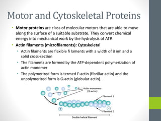 Motor and Cytoskeletal Proteins
• Motor proteins are class of molecular motors that are able to move
along the surface of a suitable substrate. They convert chemical
energy into mechanical work by the hydrolysis of ATP.
• Actin filaments (microfilaments): Cytoskeletal
• Actin filaments are flexible fi laments with a width of 8 nm and a
solid cross-section
• The filaments are formed by the ATP-dependent polymerization of
actin monomer
• The polymerized form is termed F-actin (fibrillar actin) and the
unpolymerized form is G-actin (globular actin).
 