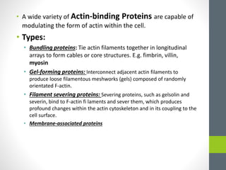 • A wide variety of Actin-binding Proteins are capable of
modulating the form of actin within the cell.
• Types:
• Bundling proteins: Tie actin filaments together in longitudinal
arrays to form cables or core structures. E.g. fimbrin, villin,
myosin
• Gel-forming proteins: Interconnect adjacent actin filaments to
produce loose filamentous meshworks (gels) composed of randomly
orientated F-actin.
• Filament severing proteins: Severing proteins, such as gelsolin and
severin, bind to F-actin fi laments and sever them, which produces
profound changes within the actin cytoskeleton and in its coupling to the
cell surface.
• Membrane-associated proteins
 