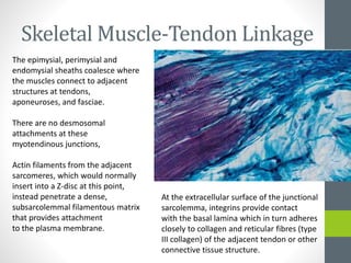 Skeletal Muscle-Tendon Linkage
The epimysial, perimysial and
endomysial sheaths coalesce where
the muscles connect to adjacent
structures at tendons,
aponeuroses, and fasciae.
There are no desmosomal
attachments at these
myotendinous junctions,
Actin filaments from the adjacent
sarcomeres, which would normally
insert into a Z-disc at this point,
instead penetrate a dense,
subsarcolemmal filamentous matrix
that provides attachment
to the plasma membrane.
At the extracellular surface of the junctional
sarcolemma, integrins provide contact
with the basal lamina which in turn adheres
closely to collagen and reticular fibres (type
III collagen) of the adjacent tendon or other
connective tissue structure.
 