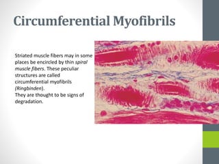 Circumferential Myofibrils
Striated muscle fibers may in some
places be encircled by thin spiral
muscle fibers. These peculiar
structures are called
circumferential myofibrils
(Ringbinden).
They are thought to be signs of
degradation.
 