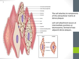 The cell attaches to components
of this extracellular matrix at
dense plaques
cell–cell attachment occurs at
intermediate junctions or
desmosomes, formed of two
adjacent dense plaques.
 