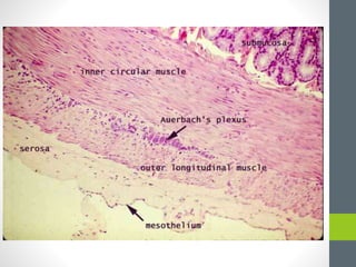 Muscle Microanatomy