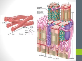 Muscle Microanatomy