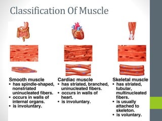 Classification Of Muscle
 