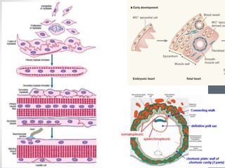 Muscle Microanatomy