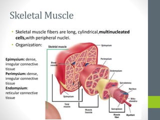 Skeletal Muscle
• Skeletal muscle fibers are long, cylindrical,multinucleated
cells,with peripheral nuclei.
• Organization:
Epimysium: dense,
irregular connective
tissue
Perimysium: dense,
irregular connective
tissue
Endomysium:
reticular connective
tissue
 