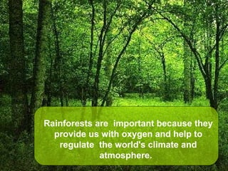 Rainforests are  important because they provide us with oxygen and help to regulate  the world's climate and atmosphere.   