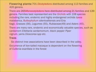  Flowering plants:701 Dicotyledons distributed among 113 families and
420 genera.
 There are 265Monocotyledons here distributed among 21 families and 139
genera. Families best represented are the Orchids with 108 species
including the rare, endemic and highly endangered orchids Ipsea
malabarica, Bulbophyllum silentvalliensis and Eria
tiagii, Grasses (56), Legumes (55), Rubiaceae(49) and Asters (45).
 There are many rare, endemic and economically valuable species, such as
cardamom Ellettaria cardamomum, black pepper Piper
nigrum, yams Dioscorea spp etc.
 Trees
Six distinct tree associations have been described in the valley.
 Occurrence of lion-tailed macaque is dependent on the flowering
of Cullenia exarillata in the forest
 