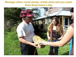 Stronger when cured slowly- shade dried and you water them three times a day 