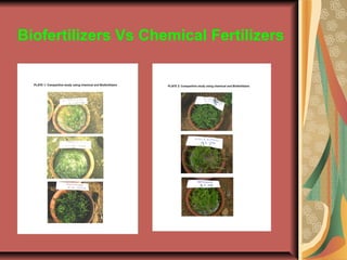 Biofertilizers Vs Chemical Fertilizers
 