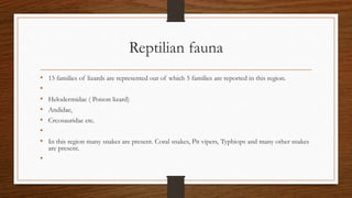 Reptilian fauna
• 15 families of lizards are represented out of which 5 families are reported in this region.
•
• Helodermidae ( Poison lizard)
• Andidae,
• Crcosauridae etc.
•
• In this region many snakes are present. Coral snakes, Pit vipers, Typhiops and many other snakes
are present.
•
 