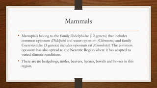 Mammals
• Marsupials belong to the family Didelphidae (12 genera) that includes
common opossum (Didelphis) and water opossum (Chironectes) and family
Coenolestidae (3 genera) includes opossum rat (Ceonolestes). The common
opossum has also spread to the Nearctic Region where it has adapted to
varied climatic conditions.
• There are no hedgehogs, moles, beavers, hyenas, bovids and horses in this
region.
 