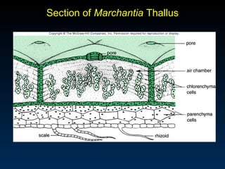 Section of Marchantia Thallus 
 