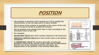 POSITION
• The position or location of the nucleus in a cell is usually the
characteristic of the cell type and it is often variable.
• The location of the nucleus is normally in the centre of the cell,
but it can also be found in peripheral locations.
• But its position may change from time to time according to the
metabolic states of the cell.
• For example,
• SECRETORY CELLS have their nucleus situated in the basal part.
• SKELETAL MUSCLE CELLS have their nuclei close to the plasma
membrane.
• In EMBRYONIC CELLS the nucleus generally occupies the
geometric centre of the cell but as the cells start to differentiate
and the rate of the metabolic activities increases, the
displacement in the position of the nucleus takes place.
 