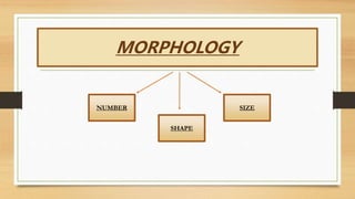 MORPHOLOGY
NUMBER
SHAPE
SIZE
 