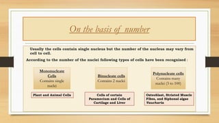 On the basis of number
Usually the cells contain single nucleus but the number of the nucleus may vary from
cell to cell.
According to the number of the nuclei following types of cells have been recognised :
Mononucleate
Cells
Contains single
nuclei
Polynucleate cells
Contains many
nuclei (3 to 100)
Binucleate cells
Contains 2 nuclei
Plant and Animal Cells Cells of certain
Paramecium and Cells of
Cartilage and Liver
Osteoblast, Striated Muscle
Fibes, and Siphonal algae
Vaucharia
 