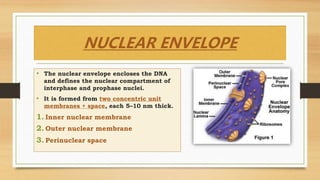 NUCLEAR ENVELOPE
• The nuclear envelope encloses the DNA
and defines the nuclear compartment of
interphase and prophase nuclei.
• It is formed from two concentric unit
membranes + space, each 5–10 nm thick.
1. Inner nuclear membrane
2. Outer nuclear membrane
3. Perinuclear space
 