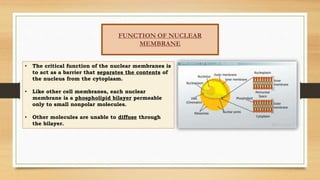 FUNCTION OF NUCLEAR
MEMBRANE
• The critical function of the nuclear membranes is
to act as a barrier that separates the contents of
the nucleus from the cytoplasm.
• Like other cell membranes, each nuclear
membrane is a phospholipid bilayer permeable
only to small nonpolar molecules.
• Other molecules are unable to diffuse through
the bilayer.
 