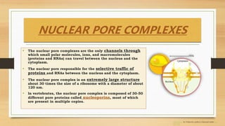 NUCLEAR PORE COMPLEXES
• The nuclear pore complexes are the only channels through
which small polar molecules, ions, and macromolecules
(proteins and RNAs) can travel between the nucleus and the
cytoplasm.
• The nuclear pore responsible for the selective traffic of
proteins and RNAs between the nucleus and the cytoplasm.
• The nuclear pore complex is an extremely large structure
about 30 times the size of a ribosome with a diameter of about
120 nm.
• ln vertebrates, the nuclear pore complex is composed of 30-50
different pore proteins called nucleoporins, most of which
are present in multiple copies.
This Photo by Unknown author is licensed under CC
BY-SA.
 