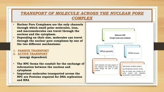 TRANSPORT OF MOLECULE ACROSS THE NUCLEAR PORE
COMPLEX
• Nuclear Pore Complexes are the only channels
through which small polar molecules, ions,
and macromolecules can travel through the
nucleus and the cytoplasm.
• Depending on their size, molecules can travel
through the nuclear pore complexes by one of
the two different mechanisms:
1. PASSIVE TRANSPORT
2. ACTIVE TRANSPORT
(energy dependent)
• The NPC forms the conduit for the exchange of
information between the nucleus and
cytoplasm
• Important molecules transported across the
NPC are Proteins required for DNA replication
and RNA
 