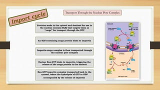 Transport Through the Nuclear Pore Complex
Proteins made in the cytosol and destined for use in
the nucleus contain (NLS) that targets them as
“cargo” for transport through the NPC
An NLS-containing cargo protein binds to importin
Importin-cargo complex is then transported through
the nuclear pore complex
Nuclear Ran-GTP binds to importin, triggering the
release of the cargo protein in the nucleus
Ran-GTP-importin complex transported back to the
cytosol, where the hydrolysis of GTP to GDP
accompanied by the release of importin.
 