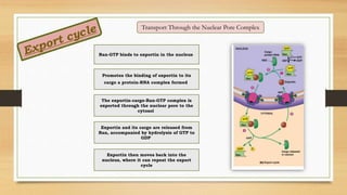 Transport Through the Nuclear Pore Complex
Ran-GTP binds to exportin in the nucleus
Promotes the binding of exportin to its
cargo a protein-RNA complex formed
The exportin-cargo-Ran-GTP complex is
exported through the nuclear pore to the
cytosol
Exportin and its cargo are released from
Ran, accompanied by hydrolysis of GTP to
GDP
Exportin then moves back into the
nucleus, where it can repeat the export
cycle
 