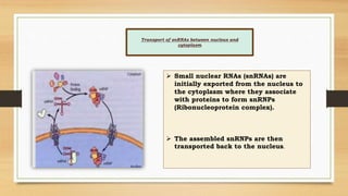 Transport of snRNAs between nucleus and
cytoplasm
 Small nuclear RNAs (snRNAs) are
initially exported from the nucleus to
the cytoplasm where they associate
with proteins to form snRNPs
(Ribonucleoprotein complex).
 The assembled snRNPs are then
transported back to the nucleus.
 