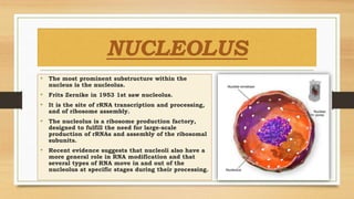 NUCLEOLUS
• The most prominent substructure within the
nucleus is the nucleolus.
• Frits Zernike in 1953 1st saw nucleolus.
• It is the site of rRNA transcription and processing,
and of ribosome assembly.
• The nucleolus is a ribosome production factory,
designed to fulfill the need for large-scale
production of rRNAs and assembly of the ribosomal
subunits.
• Recent evidence suggests that nucleoli also have a
more general role in RNA modification and that
several types of RNA move in and out of the
nucleolus at specific stages during their processing.
 