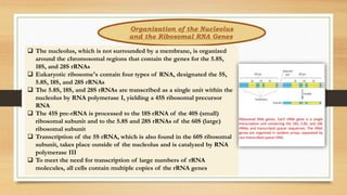 Organization of the Nucleolus
and the Ribosomal RNA Genes
 The nucleolus, which is not surrounded by a membrane, is organized
around the chromosomal regions that contain the genes for the 5.8S,
18S, and 28S rRNAs
 Eukaryotic ribosome's contain four types of RNA, designated the 5S,
5.8S, 18S, and 28S rRNAs
 The 5.8S, 18S, and 28S rRNAs are transcribed as a single unit within the
nucleolus by RNA polymerase I, yielding a 45S ribosomal precursor
RNA
 The 45S pre-rRNA is processed to the 18S rRNA of the 40S (small)
ribosomal subunit and to the 5.8S and 28S rRNAs of the 60S (large)
ribosomal subunit
 Transcription of the 5S rRNA, which is also found in the 60S ribosomal
subunit, takes place outside of the nucleolus and is catalyzed by RNA
polymerase III
 To meet the need for transcription of large numbers of rRNA
molecules, all cells contain multiple copies of the rRNA genes
 