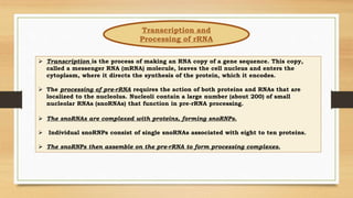 Transcription and
Processing of rRNA
 Transcription is the process of making an RNA copy of a gene sequence. This copy,
called a messenger RNA (mRNA) molecule, leaves the cell nucleus and enters the
cytoplasm, where it directs the synthesis of the protein, which it encodes.
 The processing of pre-rRNA requires the action of both proteins and RNAs that are
localized to the nucleolus. Nucleoli contain a large number (about 200) of small
nucleolar RNAs (snoRNAs) that function in pre-rRNA processing.
 The snoRNAs are complexed with proteins, forming snoRNPs.
 Individual snoRNPs consist of single snoRNAs associated with eight to ten proteins.
 The snoRNPs then assemble on the pre-rRNA to form processing complexes.
 