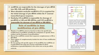  snoRNAs are responsible for the cleavages of pre-rRNA
into 18S, 5.8S, and 28S products.
 Most abundant nucleolar snoRNA is U3, is required for
the initial cleavage of pre-rRNA within the 5′ external
transcribed spacer sequence.
 Similarly, U8 snoRNA is responsible for cleavage of
prerRNA to 5.8S and 28S rRNAs, and U22 snoRNA is
responsible for cleavage of pre-rRNA to 18S rRNA
Role of snoRNAs in base
modification of pre-rRNA.
 Majority of snoRNAs, however, function to direct the specific base
modifications of prerRNA, including the methylation of specific ribose
residues and the formation of pseudouridines.
 Most of the snoRNAs contain short sequences complementary to 18S or
28S rRNA
 These regions of complementarity include the sites of base modification
in the rRNA.
 By base pairing with specific regions of the prerRNA, the snoRNAs act
as guide RNAs that target the enzymes responsible for ribose
methylation or pseudouridylation to the correct site on the pre-rRNA
molecule.
 