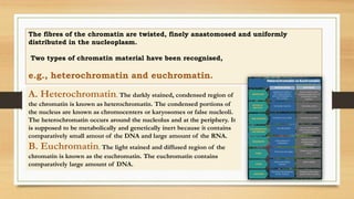 The fibres of the chromatin are twisted, finely anastomosed and uniformly
distributed in the nucleoplasm.
Two types of chromatin material have been recognised,
e.g., heterochromatin and euchromatin.
A. Heterochromatin. The darkly stained, condensed region of
the chromatin is known as heterochromatin. The condensed portions of
the nucleus are known as chromocenters or karyosomes or false nucleoli.
The heterochromatin occurs around the nucleolus and at the periphery. It
is supposed to be metabolically and genetically inert because it contains
comparatively small amout of the DNA and large amount of the RNA.
B. Euchromatin. The light stained and diffused region of the
chromatin is known as the euchromatin. The euchromatin contains
comparatively large amount of DNA.
 